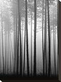 Fog and Pines IV Stretched Canvas Print by John Bartosik