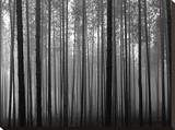 Fog and Pines III Stretched Canvas Print by John Bartosik