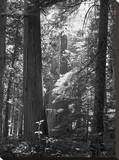 Virgin Forest Stretched Canvas Print by John Bartosik