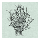 Serene Coral II Giclee Print by Vision Studio 