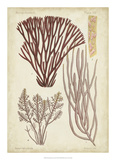 Seaweed Specimen in Coral I Giclee Print by Vision Studio 