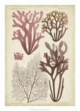Seaweed Specimen in Coral II Giclee Print by Vision Studio 