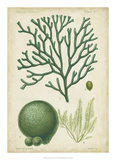 Seaweed Specimen in Green IV Giclee Print by Vision Studio 