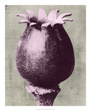 Blossfeldt Redeux I Giclee Print by Vision Studio 