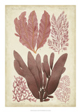 Seaweed Specimen in Coral IV Giclee Print by Vision Studio 
