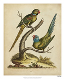 Edwards Parrots V Reproduction procédé giclée par George Edwards