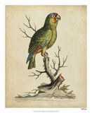 Edwards Parrots III Reproduction procédé giclée par George Edwards