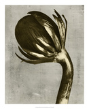Blossfeldt Redeux III Giclee Print by Vision Studio 