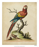 Edwards Parrots I Reproduction procédé giclée par George Edwards