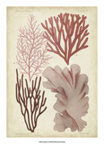 Seaweed Specimen in Coral III Giclee Print by Vision Studio 