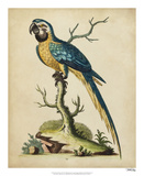 Edwards Parrots II Reproduction procédé giclée par George Edwards