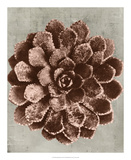 Blossfeldt Redeux II Giclee Print by Vision Studio 