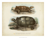 Antique Turtle Pair I Giclee Print by Vision Studio 