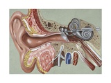 Ear Posters at AllPosters.com