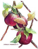 Apples Red Láminas por Sharon Pedersen Apples Red Láminas por Sharon Pedersen