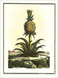 Pineapple I Posters