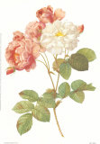 Rosa Damascena Celsiana Prints by Pierre-Joseph Redouté