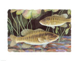 Smallmouth Bass Posters by Paul Brent