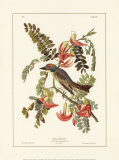 Gobe-mouches Affiche par John James Audubon