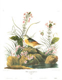 Gorrión amarillo Póster por John James Audubon