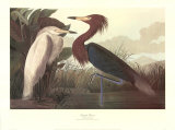 Héron pourpre Affiches par John James Audubon