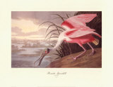 Roseate Spoonbill Affiche par John James Audubon