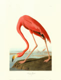 American Flamingo Posters by John James Audubon