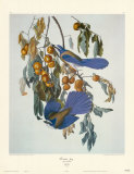 Geai de Floride Posters par John James Audubon