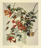 Ruby-Throated Hummingbird Posters by John James Audubon
