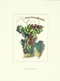 Detail of Grapes II Prints by T. Langley