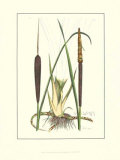 Cattail Reprodukcje autor Samuel Curtis Cattail Reprodukcje autor Samuel Curtis