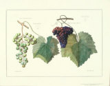 Grape Ensemble I Poster by T. Langley