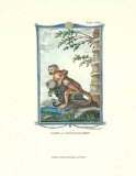 Monkey, Samiri Prints by Thomas Bell