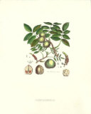 Wallnut Tree Art by John Miller (Johann Sebastien Mueller) 
