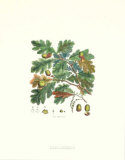 Oak Tree, Art Print