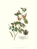 Composition botanique royale IV Poster par Georg Dionysius Ehret