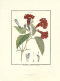 Flower (Spatodea) Affiches par Poiret 