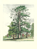 The Tall Oak Prints by Jacob George Strutt