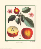 Calville Rouge Print by Claude Aubriet