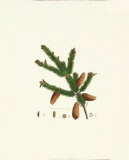 Spruce Fir Tree Poster by John Miller (Johann Sebastien Mueller) 