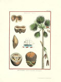 Borassus Palm Posters by Jacques de Seve