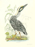 Cayenne Night Heron Prints by Robert Mitford