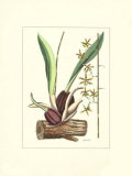 Distinctions florales III Poster par Nikobus Joseph Jacquin