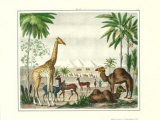 African Animals II Poster by G. Heck