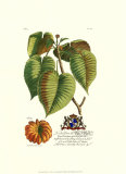 Composition botanique royale I Art par Georg Dionysius Ehret