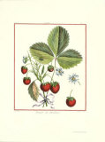 Fraisier De Caroline Affiches par Dumonciau Duhammel