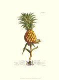 Royal Botanical II Posters by Georg Dionysius Ehret