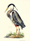 Great Blue Heron Poster by Prideaux John Selby