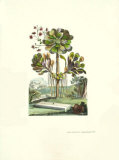 Exotic Botanical IV Poster par Abraham Munting