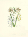 Lily Posters by Johann Theodore de Bry